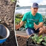 Det är möjligt: en dacha-odlare avslöjade ett enkelt sätt att