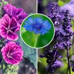 En levande trädgård utan bekymmer: vilka blommor sår, växer och