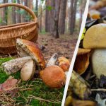 Giftigt eller ätbart: biolog berättar hur man inte gör ett