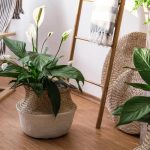 Hur man tar hand om spathiphyllum på hösten så att