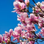 Hur man transplanterar ett magnoliaträd så att trädet definitivt kommer