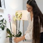 Orkidéer kommer att blomstra igen: vad du behöver göra just