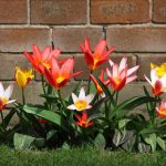 Tulpaner blommar i alla färger om du lägger till en